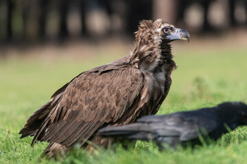 perched black vulture Aegypius monachus