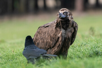 perched black vulture Aegypius monachus