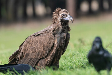 perched black vulture Aegypius monachus