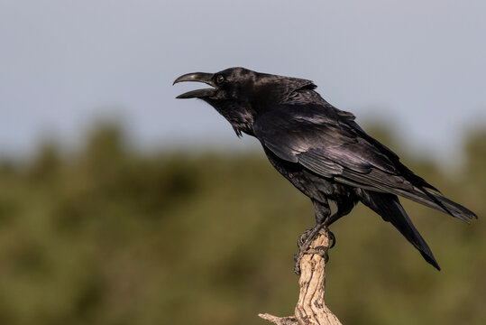 raven perched black bird corvus corax