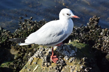 品川 No.14 ゆりかもめ