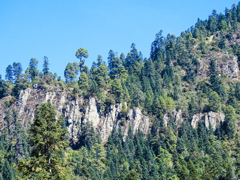 Bosque De Abies Creciendo En Una Gran Ladera Con Mucha Pendiente