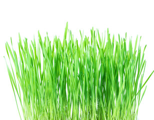 Fresh green wheat grass with drops dew on white