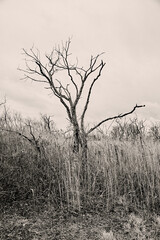 Barren, Dead Tree in Winter, Jamaica Bay, Queens, NYC