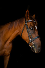 Retired Race Horse 5