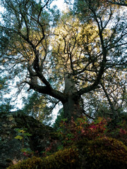 Fototapeta na wymiar Este es un árbol antiguo con mas de 300 años de edad localizado en las faltas del Parque Nacioanl Cofre de Perote