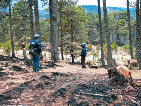 Un recorrido de reconocimiento despu&eacute;s de in incendio forestal en las monta&ntilde;as mexicanas. 