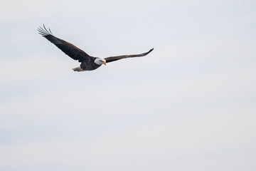 Bald Eagle Flying