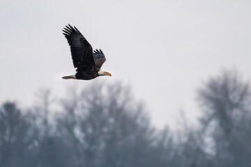 Bald Eagle Flying