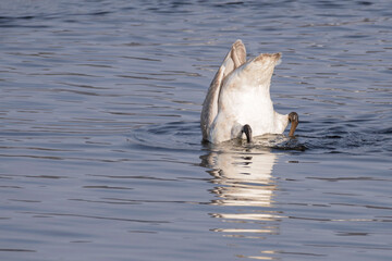 Obraz premium Young swans with brown feathers are playing in open water