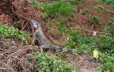 Iguana in Costa Rica