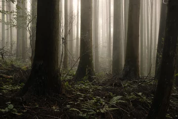 Nebelwald © 隆一 本田