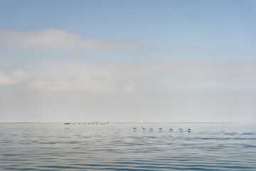Vol de deux groupes de flamants roses au dessus de l'oc&eacute;an Atlantique Sud, Namibie