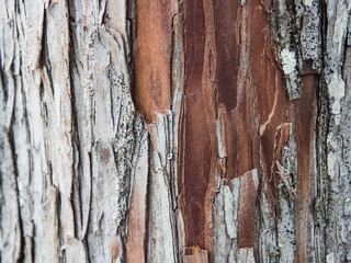 the old wooden texture background.