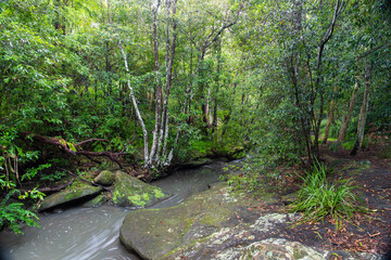 Green dense rainforest with small creek.