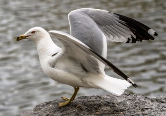 A seagull expands its wings for flight