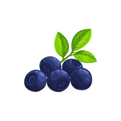 Blueberry berries fruits, food from farm garden and wild forest, vector flat isolated icon. Blueberries or bilberry bunch ripe harvest for jam or juice desserts