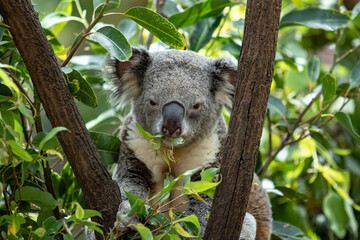 Koala in tree