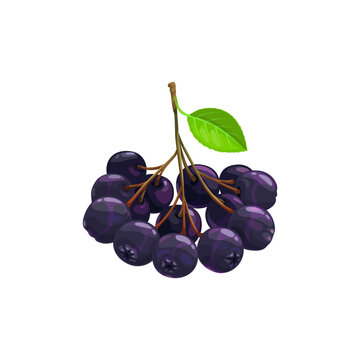 Black chokeberry berries fruits, food from farm garden and wild forest, vector flat isolated icon. Black chokeberries or choke berry bunch harvest, dessert ingredients