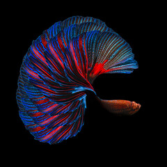 The Blue tail