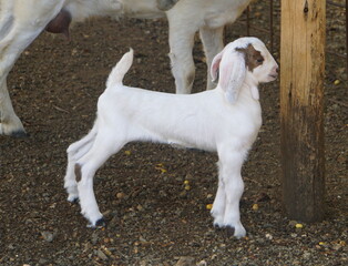 White and brown color of baby goats