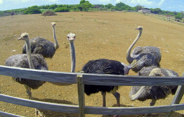 Baby ostrich on a farm with wooden fence