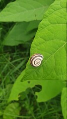 little snail on a green leaf © Paulina