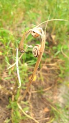 two little snails on the withered grass © Paulina
