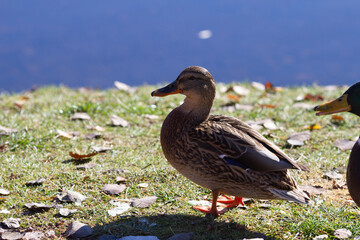 Close up portrait of female duck mallard on the coast of the lake on the beautiful autumn day