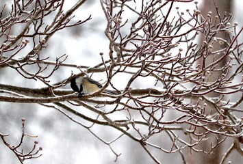 bird on an ice tree