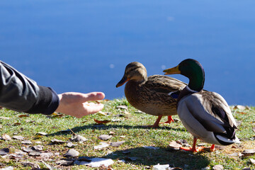 A family of Mallard ducks near the lake asking for food on a beautiful Sunny autumn day