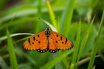 butterfly on grass