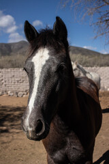 Obraz premium portrait of a horse