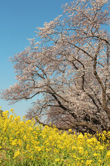 桜堤防　熊谷