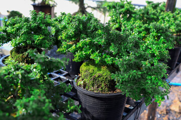 Linh Sam are growing up