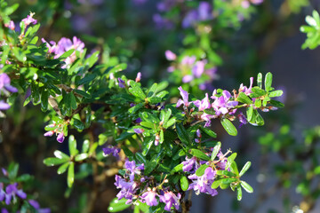 Linh Sam are growing up