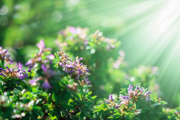 Linh Sam are growing up