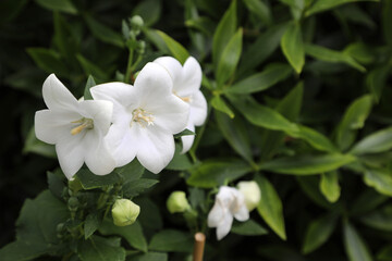 Beautiful white balloon flower Platycodon