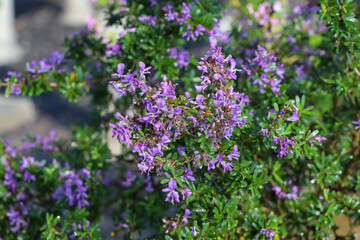 Linh Sam are growing up