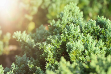 Creeping Juniper