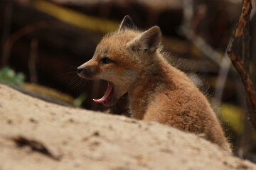 Young Yawning Fox