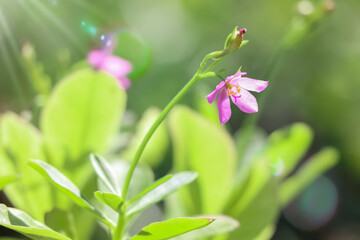 Talinum paniculatum are growing