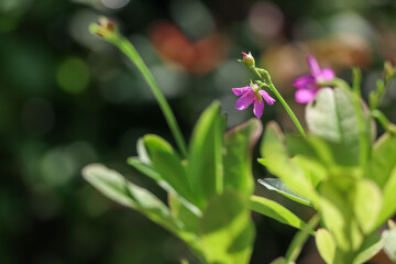 Talinum paniculatum are growing