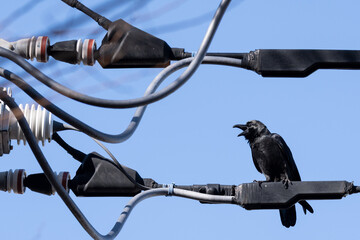 Crow perches on a power line against the blue sky.