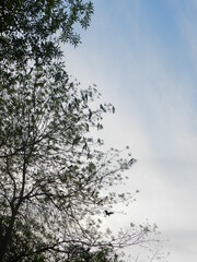 Obraz na płótnie Canvas árbol, cielo, naturaleza, hojas, paisaje., verde, hermoso
