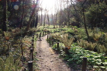 小網代の森の散策路 Wall Mural Wallpaper Murals Acchity 小網代の森の散策路 Wall Mural Wallpaper Murals Acchity