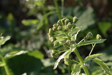 小網代の森に生息するフキノトウ（蕗の薹）