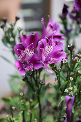 Obraz premium Beautiful purple astroemeria flowers surrounded with green leaves