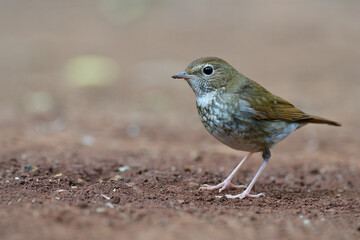 lovely brown bird during migrantion season living on ground as its habitation