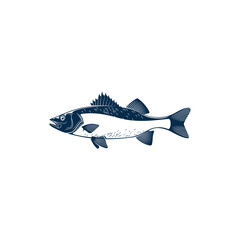 Sea brass isolated common fish of family Serranidae. Vector barred sand bass, potato cod, redbanded perch hand drawn seafood, marine underwater aquatic animal. Serranus cabrilla, Caprodon fish